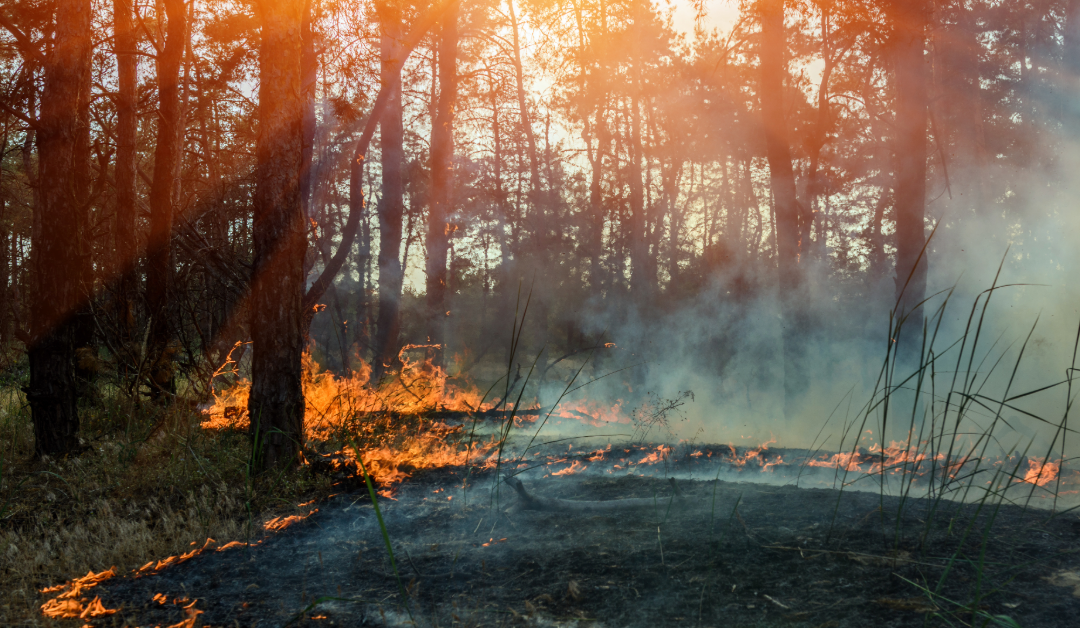 Wildfire burning the ground around trees giving off smoke and heat.